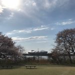 新潟観光大使。43『鳥屋野潟公園の桜と上海食堂ル・シノワ』
