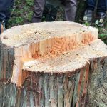 魚沼杉の伐倒・製材・塗装を見学！「木が切られる瞬間」