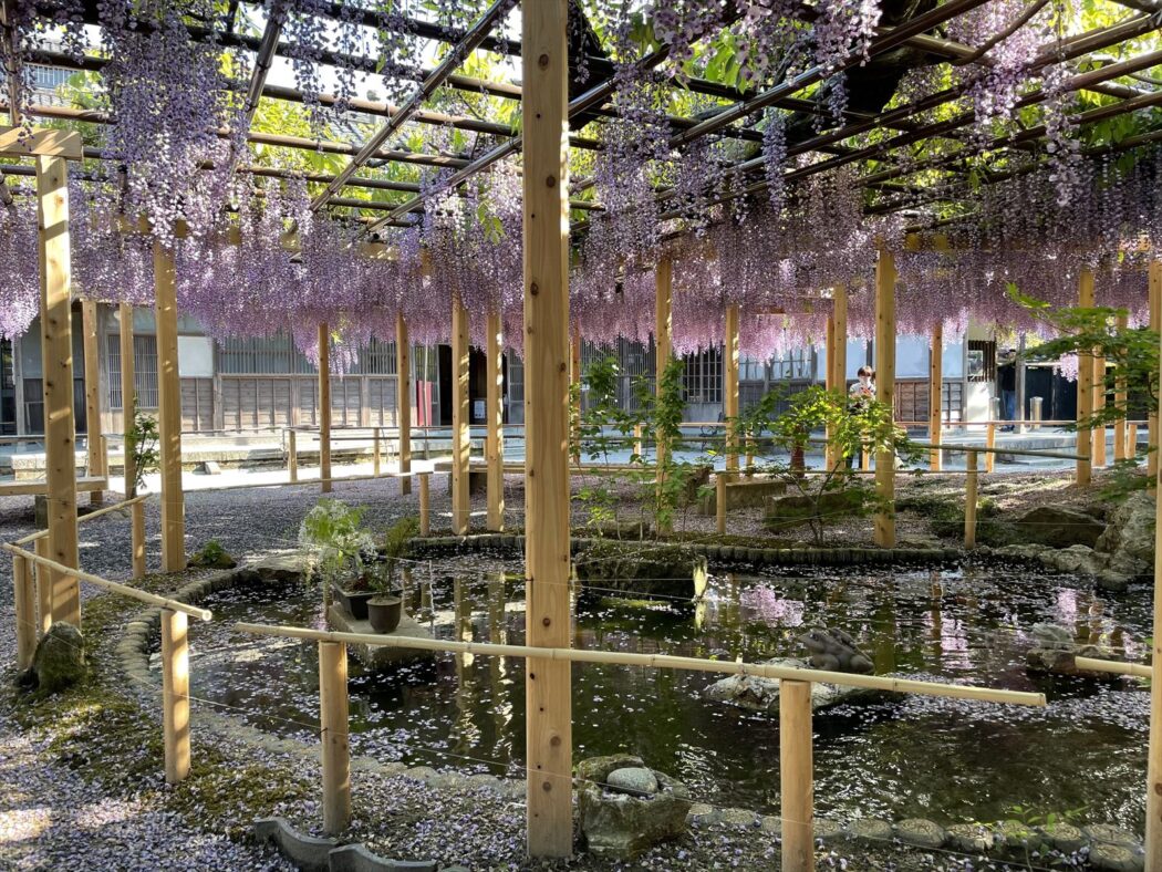 新潟観光大使。105『北方文化博物館。』日本庭園と藤棚。－空間のアウトソーシング－