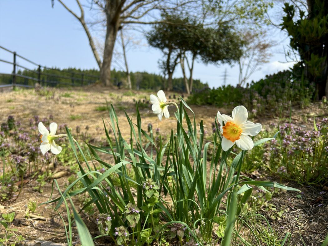 【暮らし】春の自邸『新緑の庭、新芽-花々に感動。』自然が近い暮らしの幸せ。－子供と樹木の名札づくり－