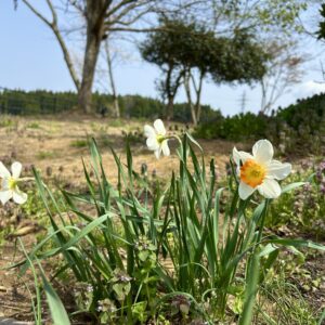 【暮らし】春の自邸『新緑の庭、新芽-花々に感動。』自然が近い暮らしの幸せ。－子供と樹木の名札づくり－