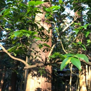 【挨拶】『2025年皆さまへの感謝。』新たな暮らしの始まり。－幸せな時間－