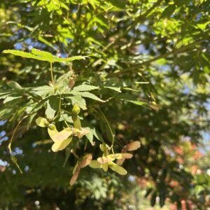 【秘訣】庭づくりのススメ『我が家の庭や畑が幸せを造る。』－手間と愛着、得られる幸せ－